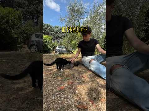 😸HO SALVATO ALTRI DUE GATTINI! - Giannope #short