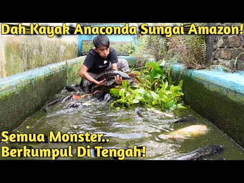 KOLAM LAMA TAK DIKURAS! MONSTER PENGHUNI KOLAM MAKIN BESAR & MENGERIKAN