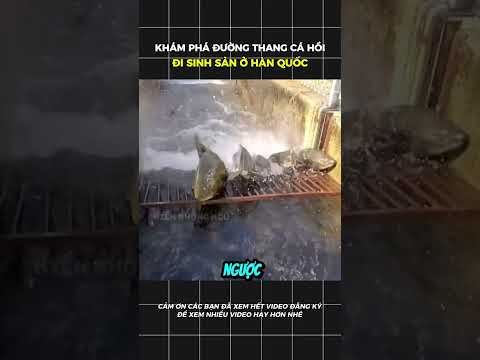 Khám phá đường dẫn cá hồi đi sinh sản ở Hàn Quốc