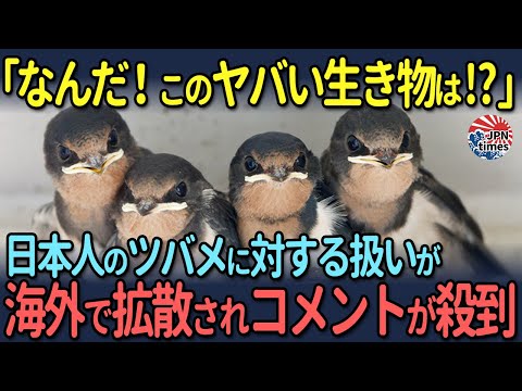 【海外の反応】「なんだ！このヤバい生き物は!?」日本人のツバメに対する扱いが海外で拡散されコメントが殺到