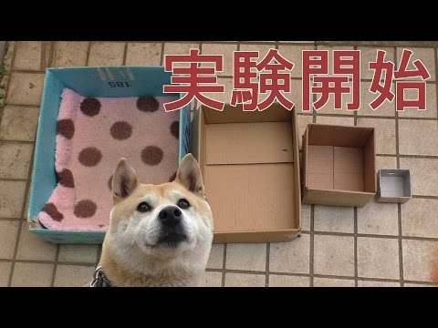 柴犬小春、実験！ハウスが小さくなったらどうする？？