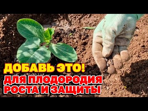 ЭТО ВАЖНО! ДОБАВЬ в ЛУНКУ с РАССАДОЙ от ФИТОФТОРЫ МУЧНИСТОЙ РОСЫ и ВРЕДИТЕЛЕЙ@obovsemsmarusya