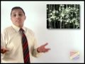 Nervous System and Senses Overview