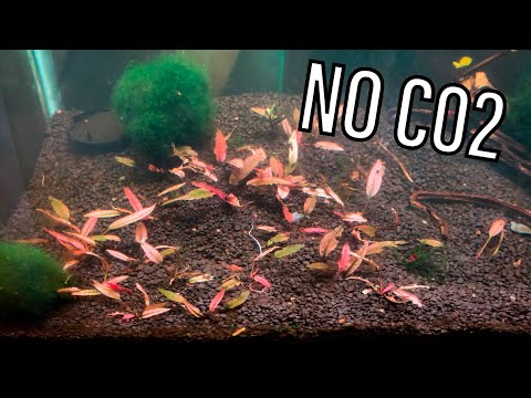How to_ Grow Crypt Pink Panther Without C02 Aquascaping 101 - Plants + Exotics + Reef

Live Aquarium Plants For Sale  (AQUASCAPING 101 ETSY) - h