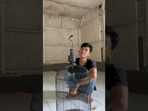 This is not a little bit less wings #ebiwirawan