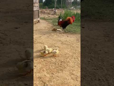 Rooster vs Weasel 💥🐓🦊 Protecting His Babies ❤️ | 수탉 vs 족제비 | 雄鶏 vs イタチ！