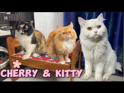 Cherry & Kitty became Friends😻Ammu also here😻#cat #friends #viral #trending #family #funny #love