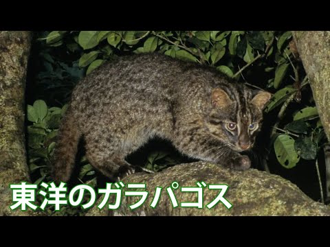 旅するように学ぶ世界遺産（短縮版）『奄美大島、徳之島、沖縄島北部及び西表島』