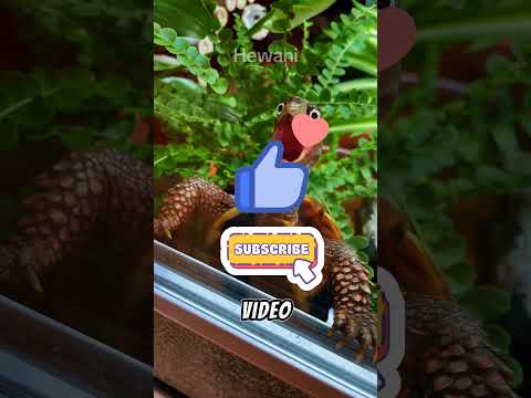 Tak mau di pisahkan⁉️ #shortvideo #animals #short #shortsfeed #faktaunik