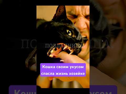 #котспасжизнь #удивительныеживотные #реальнаяистория #животныеспасают #кот