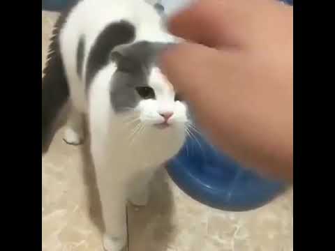 Erkek Kedi Sesi I Erkek Kedi Miyavlaması  #cat #malecat #cats #catlover
