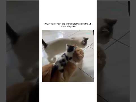 Foster kitten discovered a very efficient way of getting around the house 😆