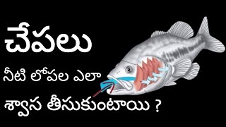 చేపలు నీటిలో ఎలా శ్వాస తీసుకుంటాయి ?   🌊#shorts