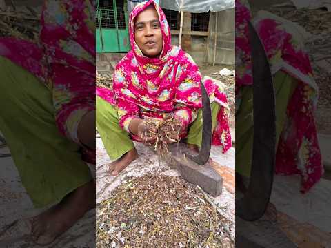 āĻļāĻŋāĻļā§ āĻāĻžāĻā§āϰ āĻāĻž āĻ āϰāĻžāĨ¤ āϏ āĨ¤ #agriculture #farmers