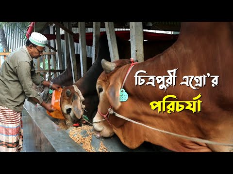 965- চিত্রপুরী এগ্রো গরুর খামার এর পরিচর্যা - র.ই মানিক, গরু পালন। R.I.Manik.Chitrapuri Krishichitra