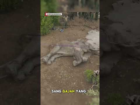 #gajah #shorts #pecintahewan MEREKA ADALAH KITA, KETIKA MENGGUNAKAN HATI