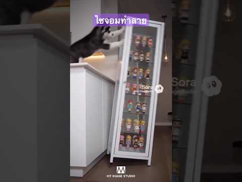 ไซจอมทำลายล้าง…😱นี่ขนาดตัวเล็กนะ #funny #dog #saiberianhusky #ai #sora2