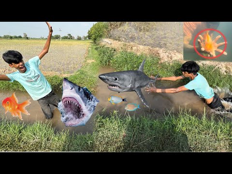 Big Shark Fish nazar aa gai | Mini zoo kay leay Shark Fish