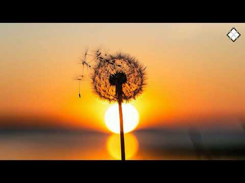 Fluid Form - Sultans of Swing