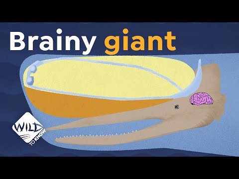 How Sperm Whales Learned to Outsmart their Hunters | Wild to Know