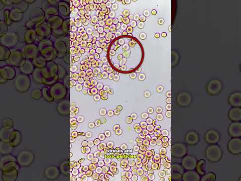 White blood cells fight infection under the microscope! RARE FOOTAGE!