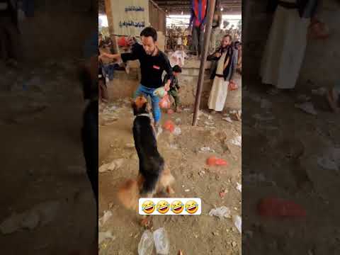 🤣في سوق القات الكلب هجم على نادر تتوقع ليش ههههههههههه #محمد_الشيشان #السعودية #اليمن #2024
