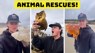 Rescuing Sea Animals (Not All Survived) 😭 