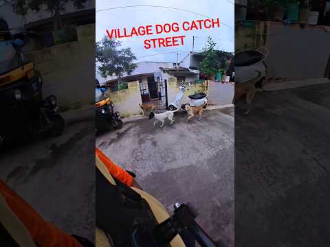 Mafia Village Running Dog Catch #shorts #youtubeshorts #shortsfeed #dogcatching