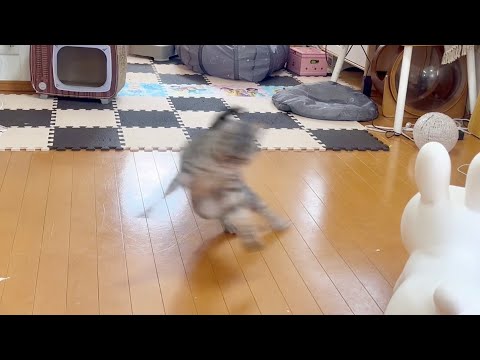 猫の動画サムネイル - 最強の座は譲らない！