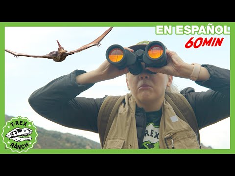 En busca de dinosaurios voladores 🦖☁️| Videos de dinosaurios y juguetes para niños