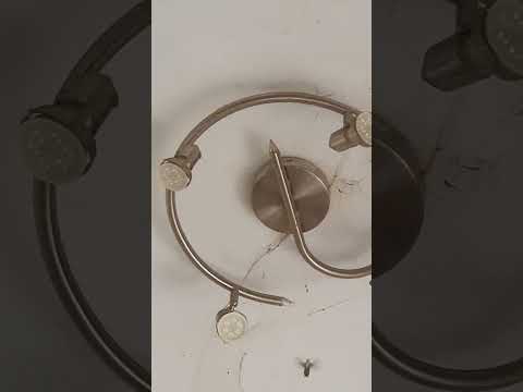 frelon contre araignée