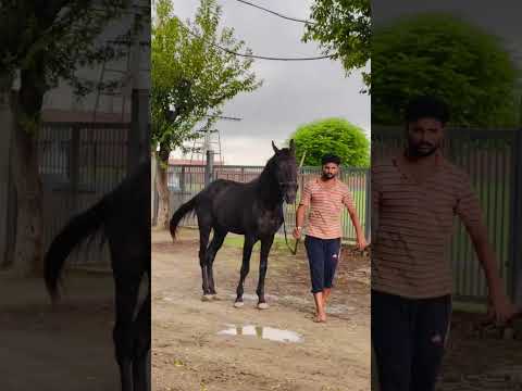 #sardari #song #shorts #punjabimusic