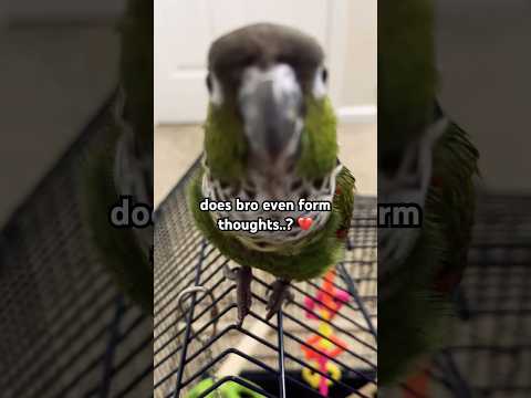 i don’t think so 💔 #roblox #robloxmemes #forsaken #shedletsky #bird #forsakenroblox #robloxforsaken