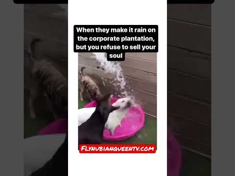 Even dogs know when not to sell out to “the culture”