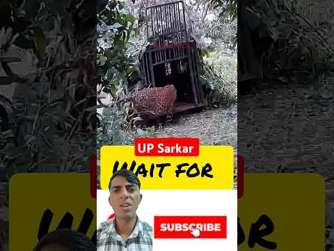 Cheetah Rescue Operation 🐆 | Sarkari Team Action | #shorts