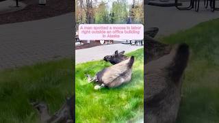 This man rescued a newborn moose and raised it until…