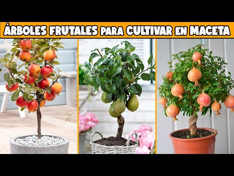ÁRBOLES FRUTALES para CULTIVAR en MACETAS