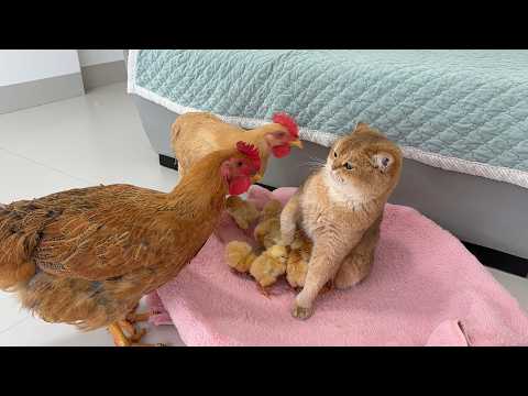 Mother cat: I've tamed the hen and her chicks! The hen is quite helpless.The persistent cat mom