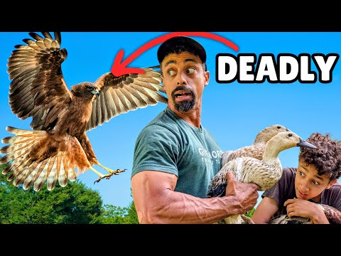 ATTACKS from the Sky! What Im Doing To Protect These Ducks From Aerial Predators