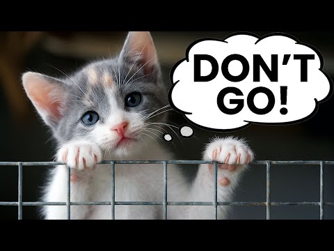 10 Signs That Your Cat Is Lonely - But You Don't Know