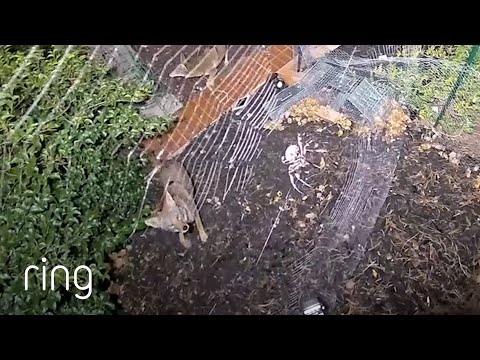This Man’s Backyard is Basically a Zoo! | RingTV