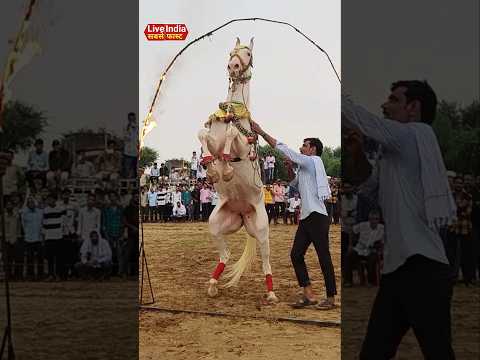 Chunni mein chunni mein gane par horse dance vs camel dance
