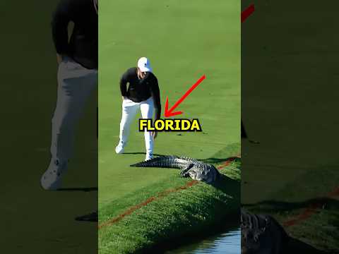 Florida Man Vs Gator! 😲(@PGATOUR)