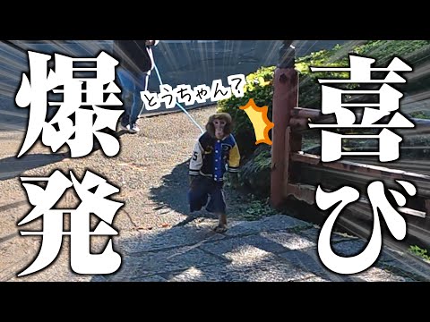 休んでいた飼い主に５日ぶりに会ったお猿さん、反応が可愛すぎて泣けた