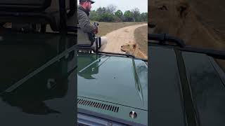 Lion locks eyes with ranger 🦁👀