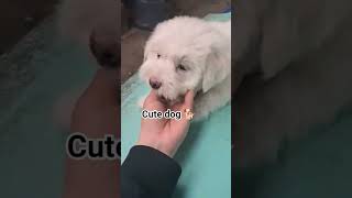 Cute dog 🐕 #highlight #love #art #nature #enjoy