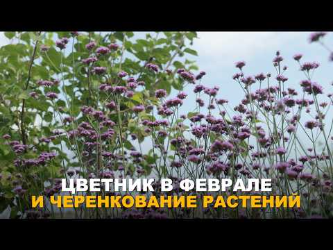 НЕ ЗАБЫВАЕМ И О ЦВЕТНИКЕ. Декоративные культуры для посева в феврале + черенкование колеуса и батата