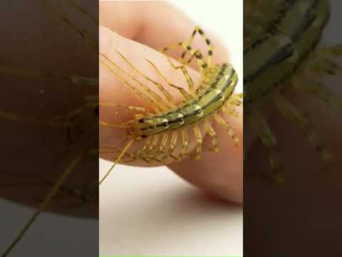 МУХОЛОВКА вызывает у человека страх, но бояться ее не нужно #насекомые #scutigera #мухоловка