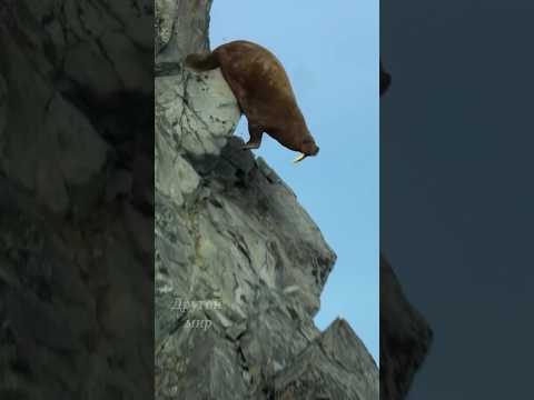На грани выживания: Битва медведей и моржей #животные #топ #шортс  #shorts