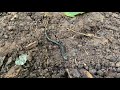 Soil Formation and Composition Concepts